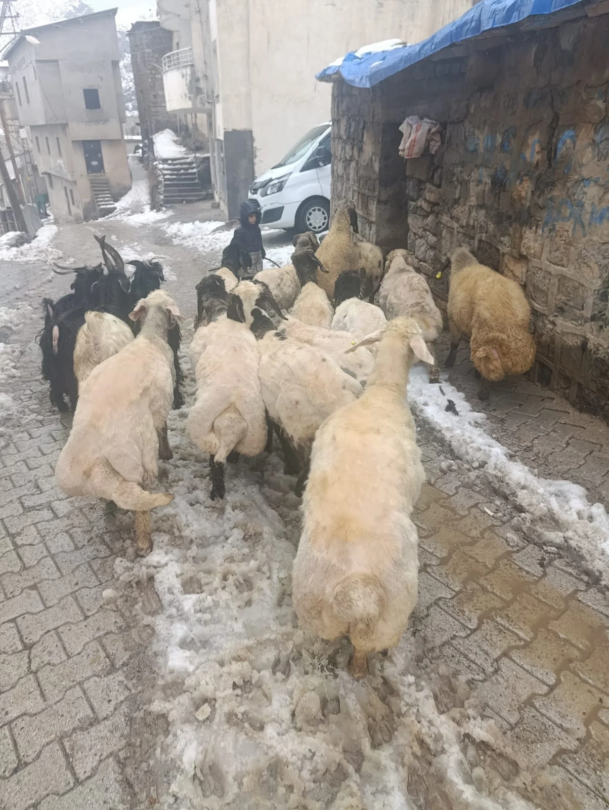 Uludere Canlı Hayvan Satışı