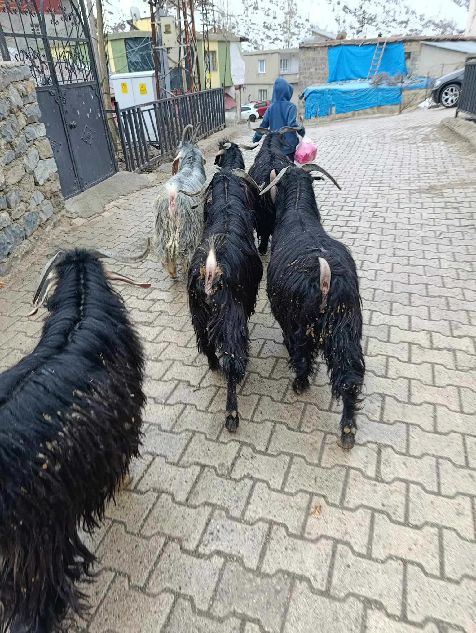 Uludere küçükbaş Hayvan Satışı